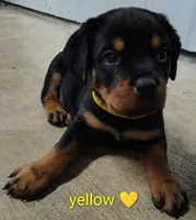 yellow, a female Rottweiler for sale in Bonaparte, IA – 2 of 3
