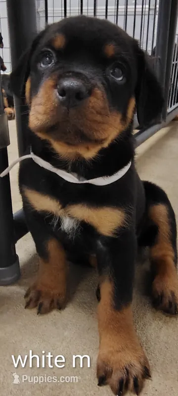 white – Rottweiler puppy for sale in Bonaparte, IA