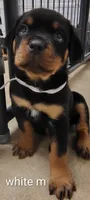 white, a male Rottweiler for sale in Bonaparte, IA – 1 of 3