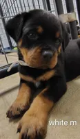 white, a male Rottweiler for sale in Bonaparte, IA – 2 of 3