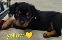 yellow, a female Rottweiler for sale in Bonaparte, IA – 3 of 3