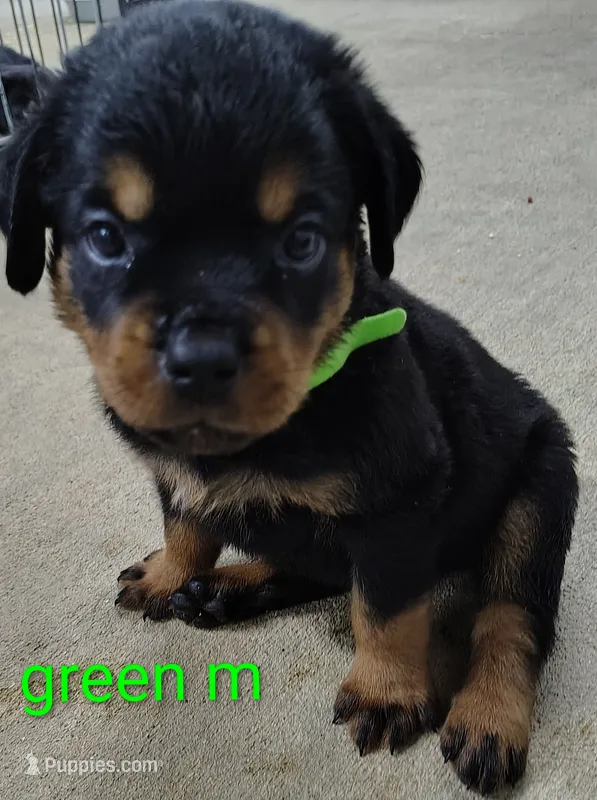 green – Rottweiler puppy for sale in Bonaparte, IA