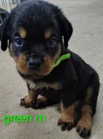 green, a male Rottweiler for sale in Bonaparte, IA – 1 of 4