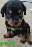 green, a male Rottweiler for sale in Bonaparte, IA – 3 of 4