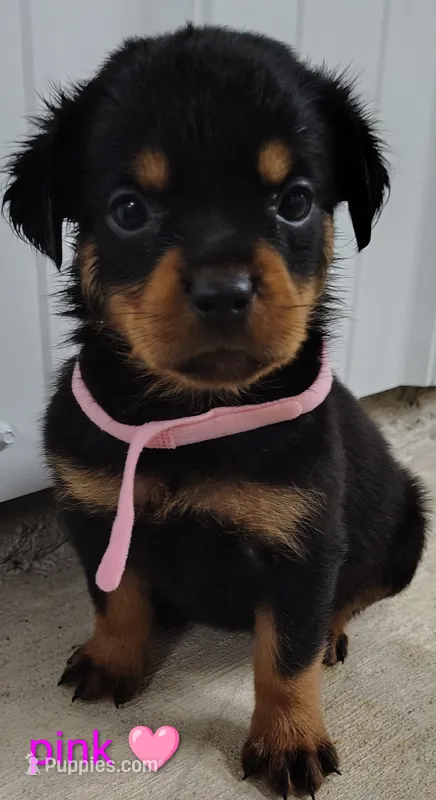 pink – Rottweiler puppy for sale in Bonaparte, IA