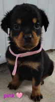 pink, a female Rottweiler for sale in Bonaparte, IA – 1 of 2