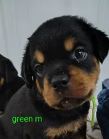 green, a male Rottweiler for sale in Bonaparte, IA – 4 of 4