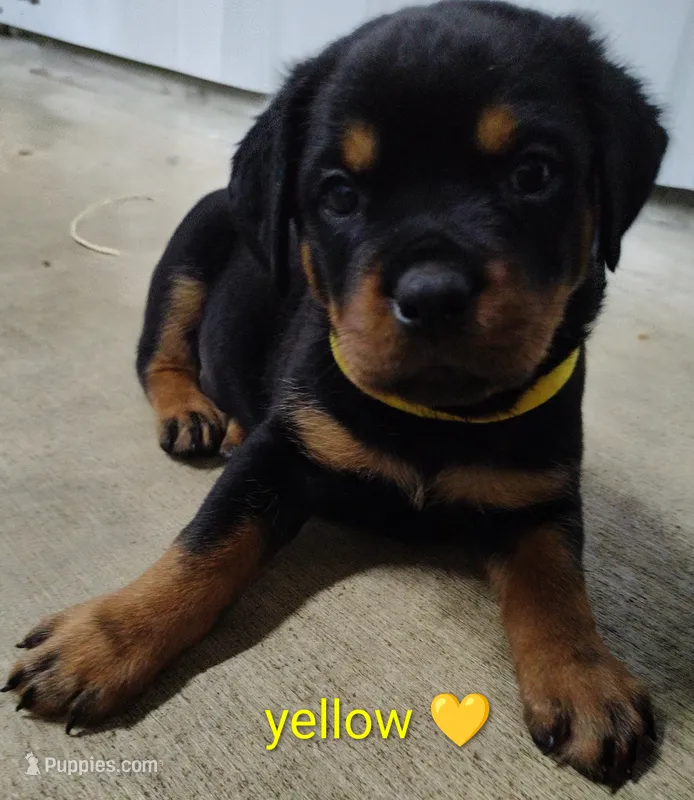 yellow – Rottweiler puppy for sale in Bonaparte, IA