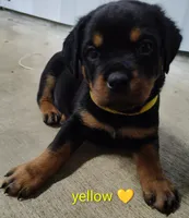 yellow, a female Rottweiler for sale in Bonaparte, IA – 1 of 3