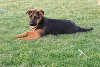 Romper, a male German Shepherd Dog for sale in Nappanee, IN – Photo 3 of 8
