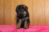 Romper, a male German Shepherd Dog for sale in Nappanee, IN – Photo 2 of 10