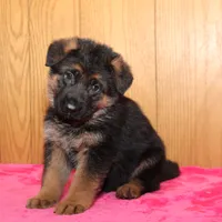 Romper, a male German Shepherd Dog for sale in Nappanee, IN – Photo 8 of 8
