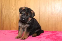 Romper, a male German Shepherd Dog for sale in Nappanee, IN – Photo 1 of 10