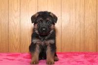 Romper, a male German Shepherd Dog for sale in Nappanee, IN – Photo 7 of 10