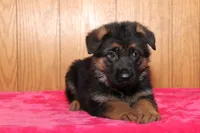 Romper, a male German Shepherd Dog for sale in Nappanee, IN – Photo 4 of 10