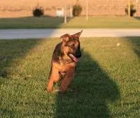 Romper, a male German Shepherd Dog for sale in Nappanee, IN – Photo 7 of 8