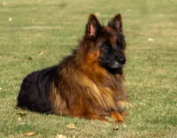 Romper, a male German Shepherd Dog for sale in Nappanee, IN – Photo 10 of 10