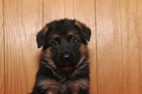 Romper, a male German Shepherd Dog for sale in Nappanee, IN – Photo 6 of 10