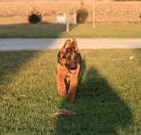 Romper, a male German Shepherd Dog for sale in Nappanee, IN – Photo 2 of 8