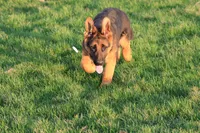 Romper, a male German Shepherd Dog for sale in Nappanee, IN – Photo 5 of 8