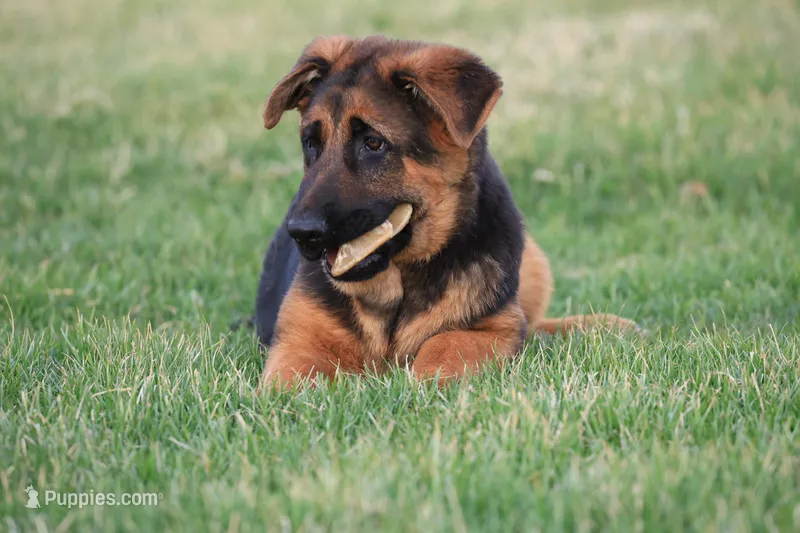 Romper – German Shepherd Dog puppy for sale in Nappanee, IN