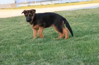 Romper, a male German Shepherd Dog for sale in Nappanee, IN – Photo 6 of 8