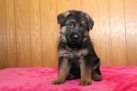 Romper, a male German Shepherd Dog for sale in Nappanee, IN – Photo 5 of 10