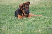 Romper, a male German Shepherd Dog for sale in Nappanee, IN – Photo 4 of 8