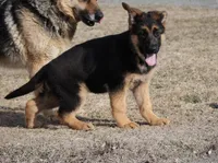 Rio, a female German Shepherd Dog for sale in Nappanee, IN – Photo 3 of 7
