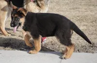 Rio, a female German Shepherd Dog for sale in Nappanee, IN – Photo 6 of 7
