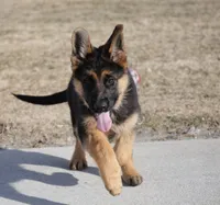 Rio, a female German Shepherd Dog for sale in Nappanee, IN – Photo 1 of 7