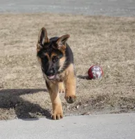 Rio, a female German Shepherd Dog for sale in Nappanee, IN – Photo 5 of 7