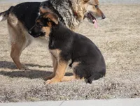 Rio, a female German Shepherd Dog for sale in Nappanee, IN – Photo 4 of 7