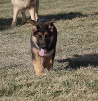 Rio, a female German Shepherd Dog for sale in Nappanee, IN – Photo 2 of 7