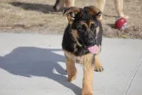 Rio, a female German Shepherd Dog for sale in Nappanee, IN – Photo 7 of 7