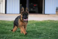 Quin, a female German Shepherd Dog for sale in Nappanee, IN – Photo 4 of 10