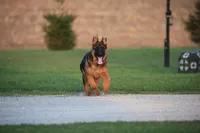 Quin, a female German Shepherd Dog for sale in Nappanee, IN – Photo 9 of 10