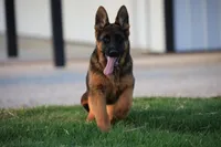 Quin, a female German Shepherd Dog for sale in Nappanee, IN – Photo 3 of 10