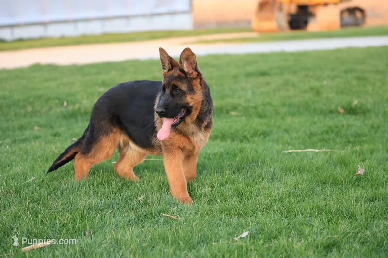Quin – German Shepherd Dog puppy for sale in Nappanee, IN