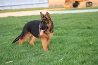 Quin, a female German Shepherd Dog for sale in Nappanee, IN – Photo 1 of 10
