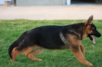 Quin, a female German Shepherd Dog for sale in Nappanee, IN – Photo 5 of 10