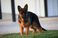 Quin, a female German Shepherd Dog for sale in Nappanee, IN – Photo 2 of 10