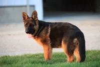 Quin, a female German Shepherd Dog for sale in Nappanee, IN – Photo 8 of 10