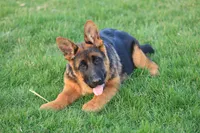 Quin, a female German Shepherd Dog for sale in Nappanee, IN – Photo 10 of 10