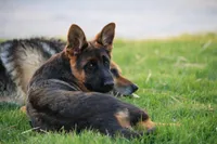 Quin, a female German Shepherd Dog for sale in Nappanee, IN – Photo 6 of 10