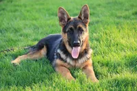 Freida, a female German Shepherd Dog for sale in Nappanee, IN – 6 of 7