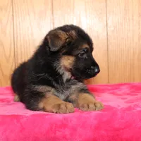 Freida, a female German Shepherd Dog for sale in Nappanee, IN – Photo 5 of 7