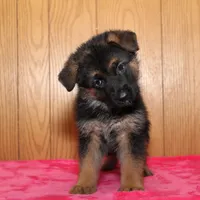 Freida, a female German Shepherd Dog for sale in Nappanee, IN – Photo 3 of 7