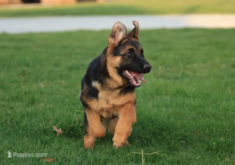 Freida – German Shepherd Dog puppy for sale in Nappanee, IN