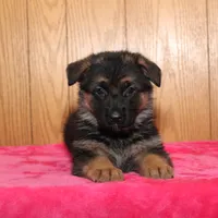 Freida, a female German Shepherd Dog for sale in Nappanee, IN – Photo 1 of 7